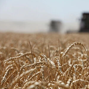 Combines harvest wheat in Stavropol region