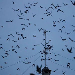 A flock of starlings fills the dusk sky over Rome