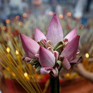 A lotus flower is seen while people pray at the Oudong mountain during the annual Makha