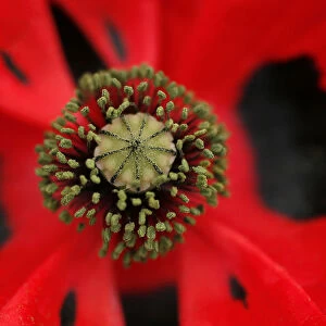 A Papaver commutatum ladybird plant is seen during media day at the Chelsea Flower Show