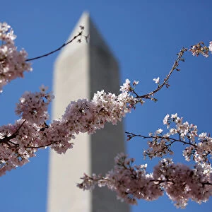 The Washington Monument stands behind blooming cherry trees in Washington
