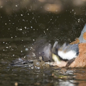 Chaffinch Fringilla coelebs male bathing in puddle Norfolk spring