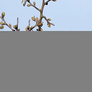Chaffinch Fringilla coelebs male Suffolk April