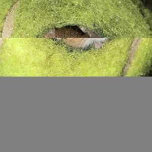 Harvest Mice Micromys minutus in tennis ball Norfolk summer