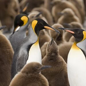 King Penguin Aptenodytes patagonicus family amongst colony Gold Harbour South Georgia