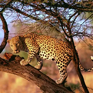 Leopard, S. Africa