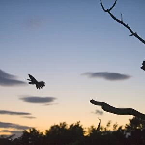 Nightjar Caprimulgus europaeus at dusk on heath North Norfolk July