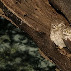 Spotted Owlet Athene brama Bharatpur India