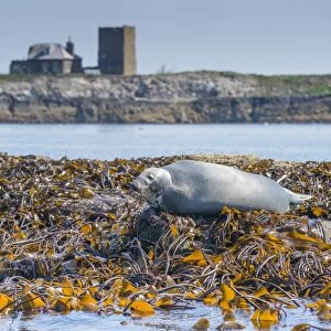 Grey Seal (Halichoerus grypus) adult, hauled out on seaweed covered rocks, Staple Island, Outer Farnes, Farne Islands
