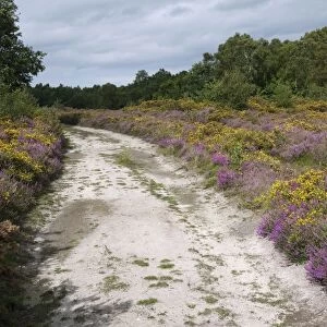 Heathland habitat with heather and gorse flowering beside track, Marsham Heath, Norfolk, England, august