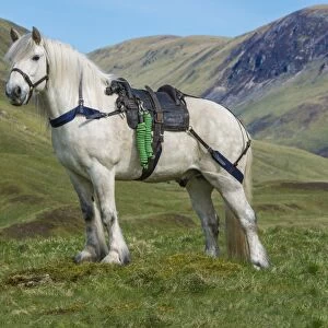 Horse, Highland Pony, adult, with Glenstrathfarrar deer stalking saddle, standing on upland, Spittal of Glenshee