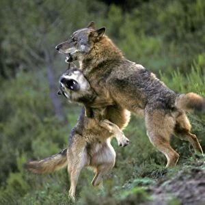 Iberian Wolf (Canis lupus signatus) two adult males, fighting, Iberian Wolf Recovery Centre, Portugal