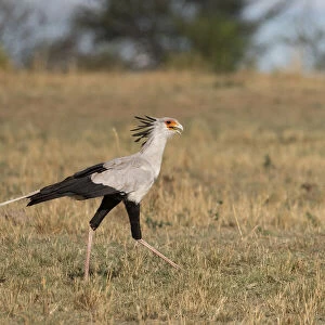 Africa, Tanzania, Serengeti National Park. Secretary bird