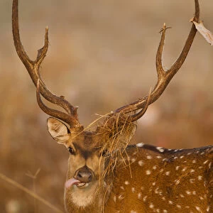Asia, India, Kanha National Park, Madhya Pradesh, Chital or Cheetal, aka Spotted Deer