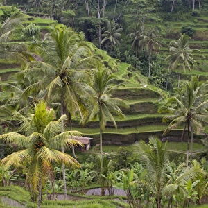 Asia, Indonesia, Bali. Terraced Subak (irrigation) Rice paddies of Bali Island, Indonesia