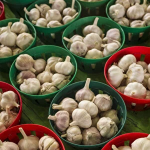 Canada, Quebec, Montreal. Little Italy, Marche Jean Talon Market, cloves of garlic