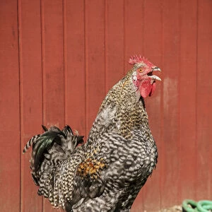 Carnation, Washington State, USA. Hybrid Black Leghorn and Rhode Island Red rooster. (PR)
