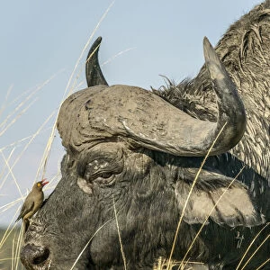 Chobe River, Botswana, Africa. A Cape Buffalo endures the presence of a Red-billed