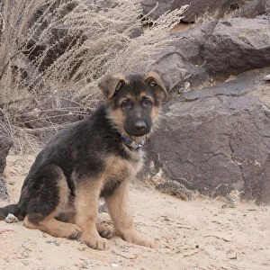 German Shepherd puppy (PR)