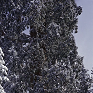 Giant Sequoia tree covered in fresh snow, Sequoia Kings Canyon National Park, California