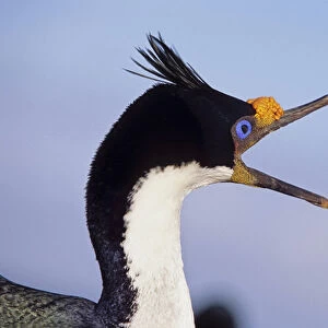 Imperial Shag or King Shag (Phalacrocorax atriceps albiventer) on the Falkland Islands