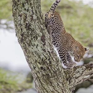 Juvenile leopard descends tree, front paws on branch below it, rear paws against
