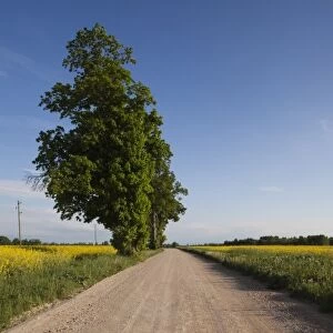 Latvia, Western Latvia, Kurzeme Region, Tukums, country road with mustard flowrs