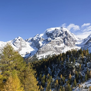 Mount Ortler (3905m) in south tyrol with yellow larch trees and snow seen from valley trafoi
