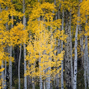 North America, USA, Utah. Yellow Aspen, Flaming Gorge national recreation Area, UT