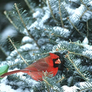 Northern Cardinal (Cardinalis cardinalis) male in Christmas tree in winter, Marion Co