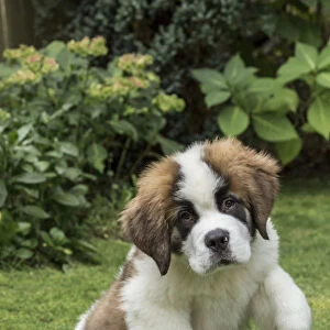 Renton, Washington State, USA. Portrait of a three month old Saint Bernard puppy in his yard