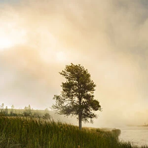 Steaming mist at sunrise along Firehole River, Yellowstone National Park, Wyoming / Montana