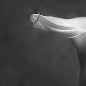 USA, Pennsylvania. Calla lily in black & white