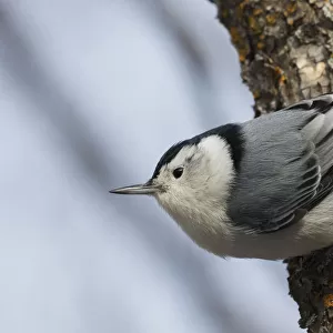 White-breasted Nuthatch surviving Winter