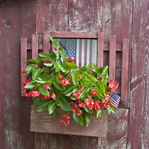 Window Box planter with Red Dragon Wing Begonias (Begonia x hybrida) and American