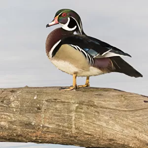 Wood Duck (Aix sponsa) male in wetland Marion Co. IL