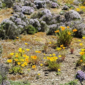 Colourful plantlife near Bannockburn in Otago, New Zealand