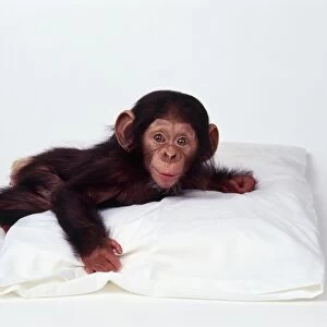 Baby Chimpanzee (Pan troglodytes) on pillow