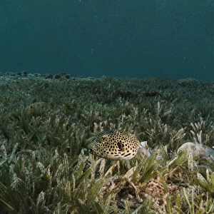 Egypt, Red Sea, a Leopard puffer fish (Tetraodontidae) swimming near sea grass