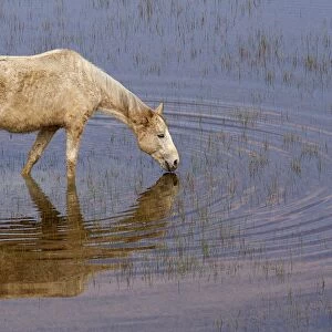 Horse. Equus Caballus. Europe. Italy. Umbria. Oasis Wwf of Alviano