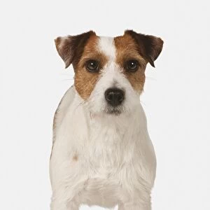 Jack Russell Terrier, front view