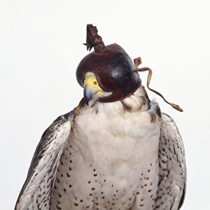 Lanner Falcon (Falco biarmicus) wearing hood made from soft leather, front view