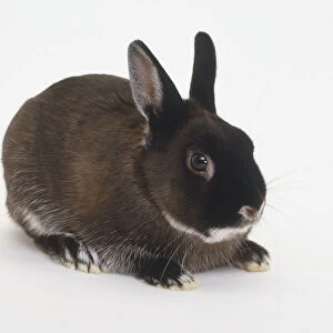 Netherland Dwarf domestic rabbit (Oryctolagus cuniculus) lying down, side view