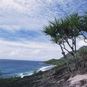 Seychelles, Silhouette Island, endemic pandanus (Pandanus aldabraensis) along the coast