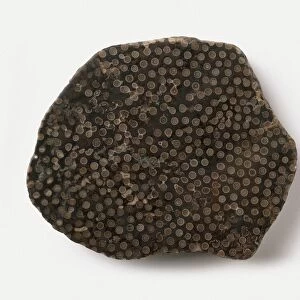 Siphonodendron (Rugose coral) with pitted surface, Carboniferous era
