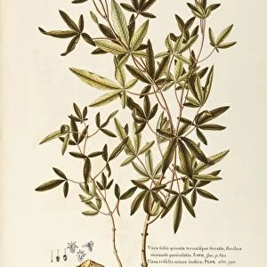 Verbenaceae, Five-leaved Chaste Tree (Vitex negundo), Deciduous shrub native to tropical and subtropical Asia, by Giovanni Antonio Bottione, watercolor, 1770-1781