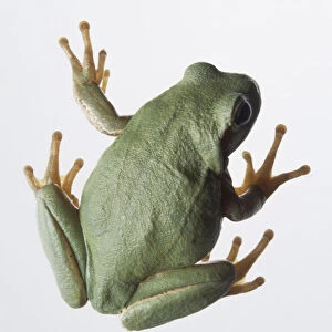 Above view squatting pale green treefrog with sticky toe pads on its feet