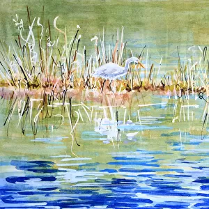 Australian Egret Stalking in a Muddy Marsh Mixed Media Painting
