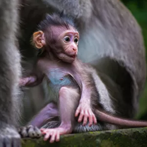 Monkey Forest, ( Bali)