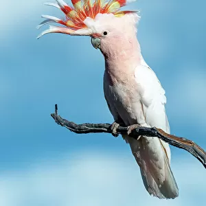 Pink Cockatoo (Lophochroa leadbeateri)